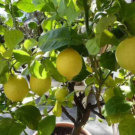 Apartman Casa Ghiggi