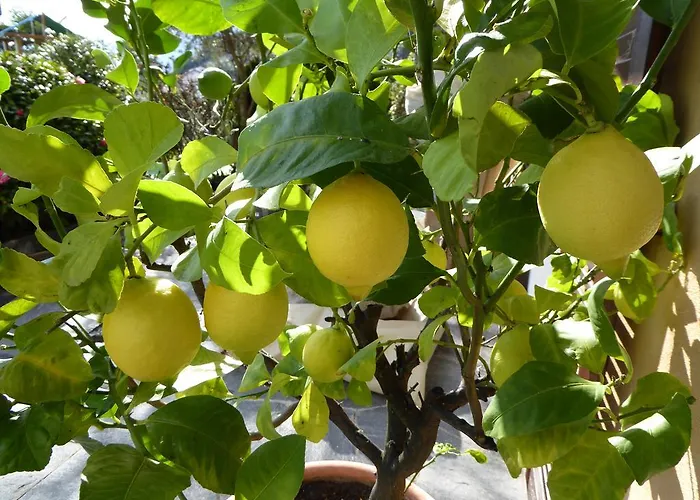 Appartement Casa Ghiggi